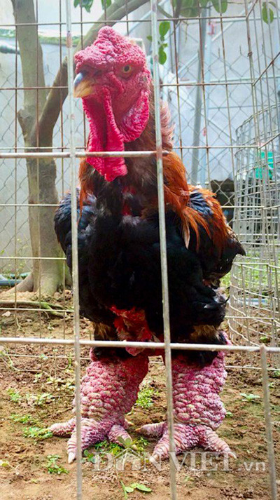 Anh Thắng cho biết thêm, do đơn đặt hàng dày đặc nên anh phải ngày đêm đi thửa gà trong và ngoài xã mới đủ cung cấp cho khách. “So với mọi năm, số lượng gà thuộc hàng biếu cao cấp năm nay giảm khoảng 30% khiến cho giá gà tăng cao hơn, có thể từ nay đến cận ngày loại gà này sẽ “cháy" hàng” – anh Thắng khẳng định.