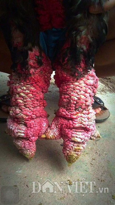 Hiện, anh Hân đã có hàng chục đơn đặt hàng, chủ yếu là của các đại gia là lãnh đạo các doanh nghiệp trong và ngoài tỉnh, trong số đó có nhiều khách đặt một số con gà có giá trên dưới 20 triệu đồng. Tìm đến một chủ gà khác ở cùng xã với anh Hân, anh Lê Quang Thắng hiện là Giám đốc HTX Chăn nuôi và kinh doanh gà Đông Tảo cho biết: “Đến thời điểm này, tôi đã nhận 300 đơn hàng của các lãnh đạo các doanh nghiệp ở Quảng Ninh và Hải Phòng, chủ yếu là các con gà thuộc hàng cao cấp dùng để biếu, có nhiều con có giá trên 10 triệu đồng”.