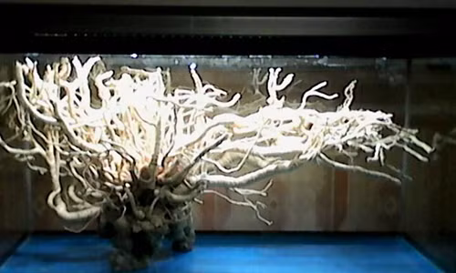 Cu dinh lang khung nhat Viet Nam ngam 300 lit ruou