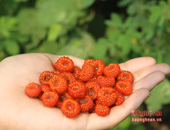  Quả mâm xôi hay còn gọi là phúc bồn tử, là một loại trái cây có nhiều tác dụng tuyệt vời đối với sức khỏe, thường được trồng ở những vùng có khí hậu lạnh. Tuy nhiên, điều ngạc nhiên là ở huyện miền núi Tân Kỳ cũng có khá nhiều và mùa này cũng là thời điểm những bụi mâm xôi chín đỏ, mọng nước. Tại Tân Kỳ, cây mâm xôi chủ yếu mọc nhiều trên đồi núi hoặc mọc thành bụi lớn ven bờ rào chạy dọc theo các con đường.