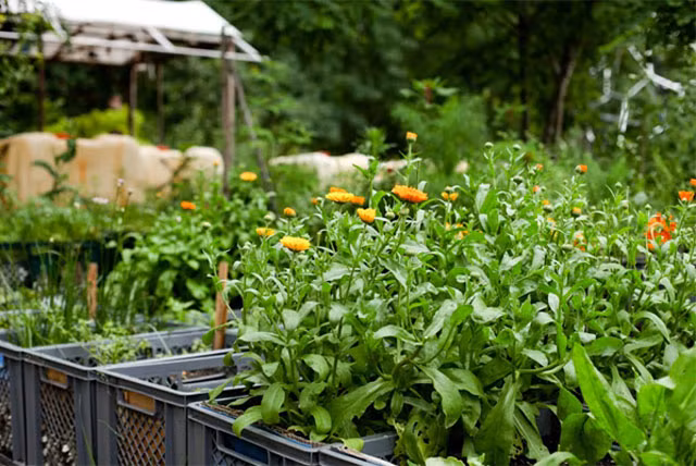 Ở Berlin cũng xuất hiện những khu chợ nhỏ để những người tự trồng rau như ở Prinzessinnegarten có thể trao đổi nông sản với nhau, hoặc bán chúng cho các nhà hàng.