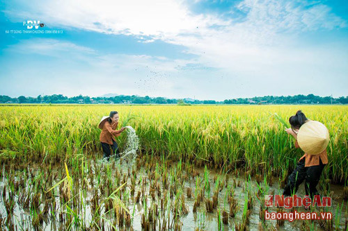 Sinh ra và lớn lên ở miền quê, hình ảnh bình yên trên cánh đồng chiều in đậm trong tâm trí và như một lẽ tự nhiên, hai nữ sinh đã chọn bối cảnh thân thuộc này cho bộ ảnh kỷ niệm của mình.