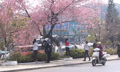 Hoa khong no, Da Lat huy bo le hoi hoa mai Anh Dao