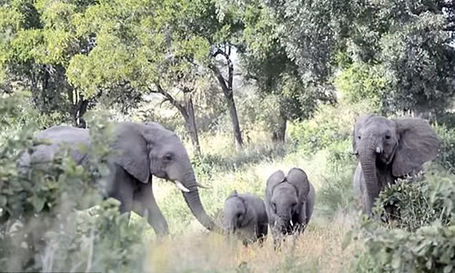Gap doi thu ti hon, dan voi so hai chay tan loan