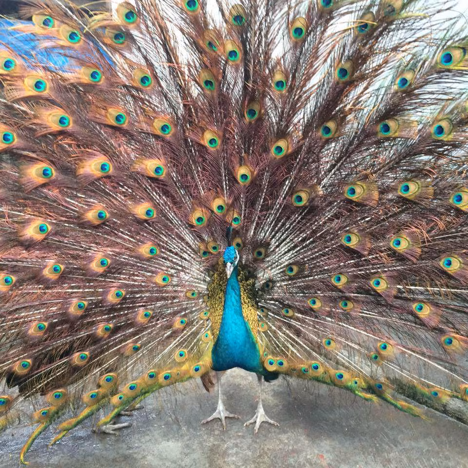 Cận cảnh một con công trưởng thành đang múa tại trang trại của ông Khởi được các đại gia săn làm đặc sản biếu Tết.