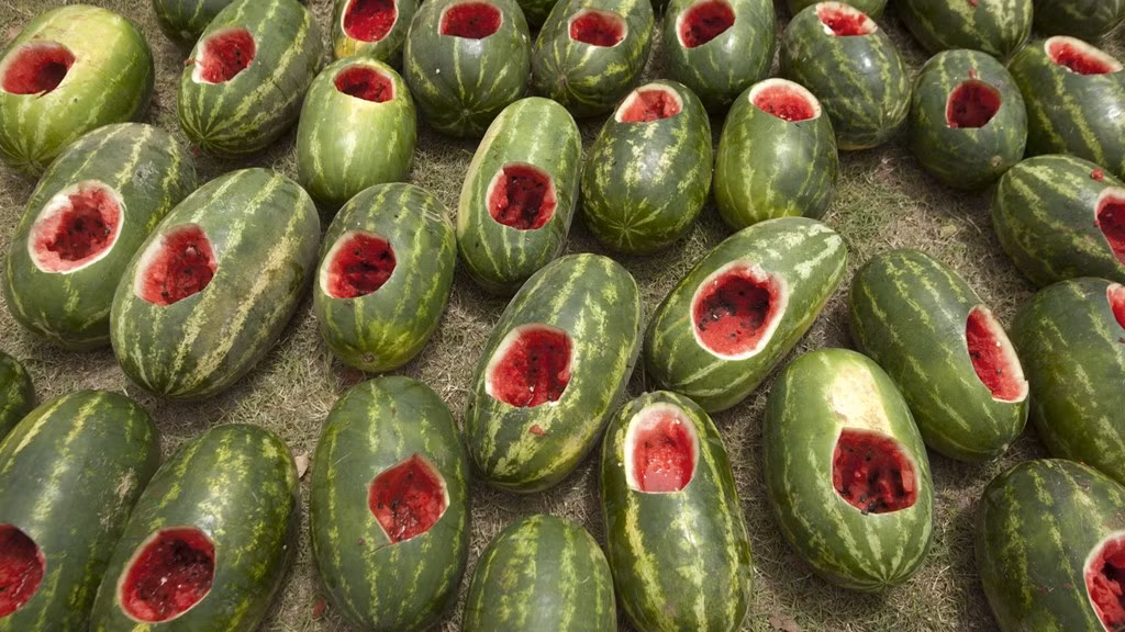 Có khoảng hơn 20 tấn dưa hấu được sử dụng trong 3 ngày diễn ra lễ hội. Ảnh: atdw-online.