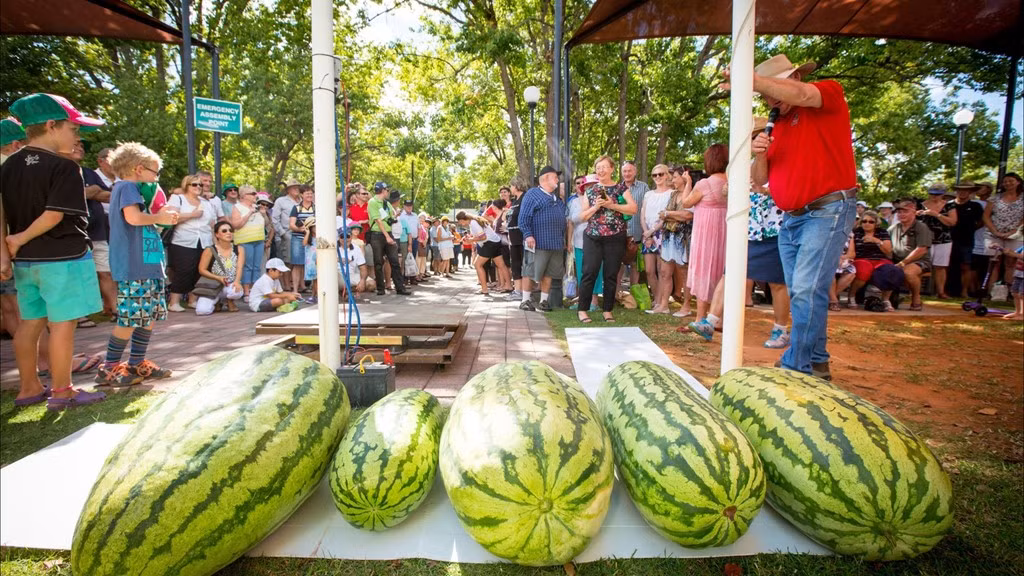 Rất nhiều cuộc thi liên quan đến dưa hấu được tổ chức như chạy đua trên dưa hấu, cắt tỉa dưa, ôm dưa chạy thi, ai khạc nhổ hạt dưa xa hơn... Trong ảnh là cuộc thi xem hộ nông dân nào trồng được trái dưa to nhất. Ảnh:atdw-online.