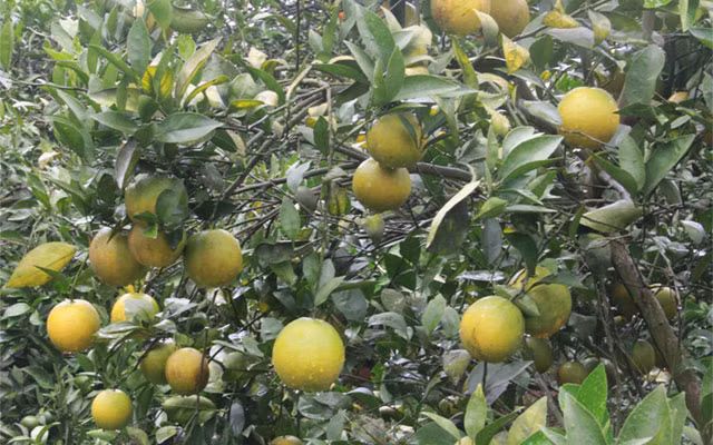 Loại cam ngon này được trồng ở tỉnh Hòa Bình, vào vụ từ tháng 9 đến đầu tháng 3 năm sau. Vài năm trở lại đây, cam Cao Phong bắt đầu có thương hiệu, chỗ đứng trên thị trường nhờ vị ngọt thanh, đậm đà. Với hơn 600 ha, tỉnh Hòa Bình kỳ vọng không chỉ phát triển loại quả này phục vụ thị trường trong nước mà còn hướng tới xuất khẩu. Cam Cao Phong đầu tháng 11 được bán với giá 35.000-40.000 đồng/kg, loại ngon nhất cũng chỉ 60.000 đồng/kg. Các chủ vườn thường chủ động tìm đến khách mua lẻ thông qua mạng xã hội Facebook, các diễn đàn… để tránh chi phí trung gian. Trong khi đó, các mối buôn thường tìm đến tận nơi, mua cả vườn để có giá tốt nhất.