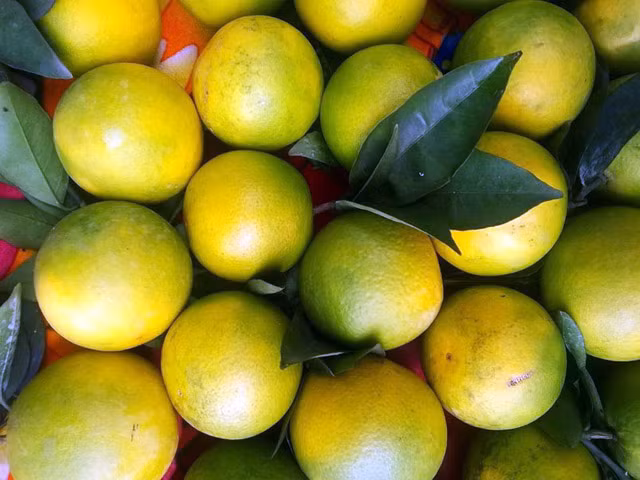 Cam xoàn trái to, trọng lượng từ 250 – 300gram, ruột vàng, ăn có vị ngọt đậm, thanh mát, mùi thơm. Trái càng nhỏ thì vị càng ngọt thanh, múi càng chắc. Có thể ăn bằng cách lột vỏ, bổ múi hay vắt lấy nước. Vỏ cam mỏng, ruột nhiều nước nên lượng nước vắt ra luôn nhiều và không bị bỏ phí như một số loại khác. Cam xoàn là cây cùng một họ với cam mật, dễ trồng hơn cam sành. Loại cam này được nhiều người yêu thích vì có vị ngọt đậm rất dễ ăn, đặc biệt tốt cho người già, trẻ nhỏ và phụ nữ mang thai. Cây cam xoàn cũng cho trái sai quanh năm. Tuy nhiên hiện nay trên thị trường đã xuất hiện loại cam xoàn Trung Quốc vỏ bóng đẹp nhưng vị chua.