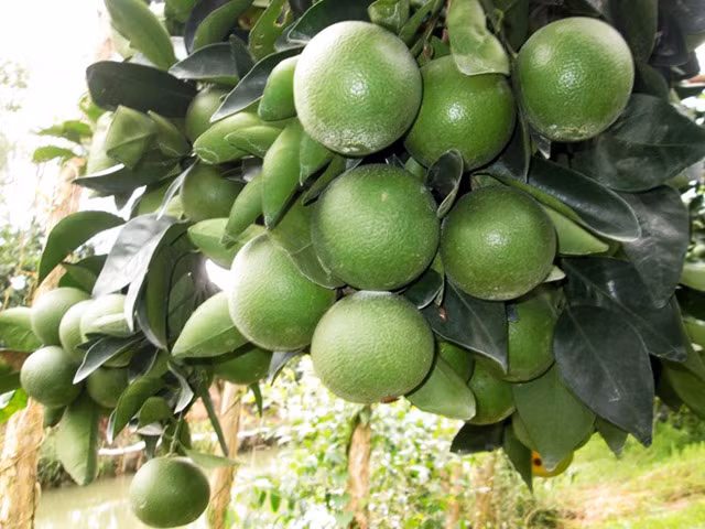 5. Cam xoàn Lai Vung Cam xoàn là loại cam có nguồn gốc xuất xứ từ một số tỉnh miền Tây Nam Bộ như An Giang, Tiền Giang, Hậu Giang, Bến Tre và Vĩnh Long. Trong đó, huyện Trà Ôn (tỉnh Vĩnh Long) và huyện Long Mỹ (tỉnh Hậu Giang) là hai trong số những địa phương trồng nhiều giống cam này. Trong rất nhiều các loại cam hiện được trồng tại Việt Nam, cam xoàn là giống cây ít hột, thơm ngon và ngọt nhất. Cây cam xoàn rất chắc khỏe, mùa nắng không bị rám trái, giá cả ổn định do cây sai trái quanh năm. Trái hình tròn, vỏ mỏng màu vàng nhạt, có những vòng xoáy như đồng tiền, giữ các múi mọng nước ở bên trong. Mỗi quả thường có từ 10 -14 múi.