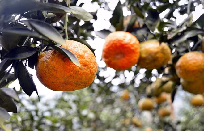 7. Cam sành Hàm Yên Cam sành Hàm Yên khi chín có màu vàng sậm, tỷ lệ đường trong quả đạt tới 16%, rất ngọt. Đây cũng là loại quả lọt vào Top 10 loại quả ngon nhất Việt Nam. Với điều kiện khí hậu, thổ nhưỡng thích hợp, chất lượng cam sành Hàm Yên ngon hơn hẳn cam trồng ở nhiều địa phương khác. Ngày nay, những vườn cam đã mang lại giá trị kinh tế cao cho người dân Hàm Yên, nhiều vườn cam có doanh thu từ vài trăm triệu đến hàng tỷ đồng mỗi năm. Vì thế cam sành Hàm Yên được xem là “cây đũa vàng” cho bà con nông dân nơi đây.