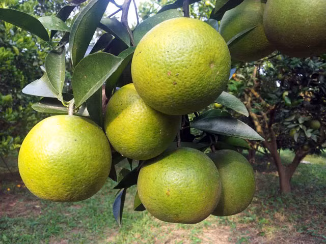 Được trồng tại các huyện miền Tây tỉnh Nghệ An, nơi có khí hậu nóng bức, đất vùng đồi, nhiều gió nên những trái cam thường không được đẹp mã như các vùng khác. Người nội trợ khéo léo sẽ biết cách chọn những quả cam tươi có đáy quả hơi vàng hoặc đỏ, nhiều rám, nắn mềm tay (do quả chín thì vỏ mỏng), phần cuống lõm xuống so với phần xung quanh. Đặc trưng của cam Vinh ở chỗ vỏ rất mỏng, tép bên trong có màu vàng nhạt, khi ăn, trái có vị ngọt thanh, cũng có quả có vị chua nhẹ. Cam Vinh bắt đầu chính vụ từ tháng 10 Âm lịch.