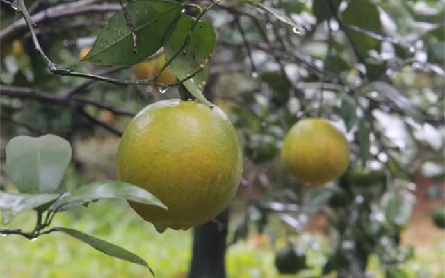 1. Cam Cao Phong Hòa Bình Cam Cao Phong có màu sắc vàng nhạt, quả to, mọng nước, không vàng óng như cam Trung Quốc. Nếu cấu (bóc vỏ ra) có mùi thơm rất đặc trưng, đặc biệt khi cắt khỏi cành khoảng một ngày thì cả lá và quả đều héo vì không dùng chất bảo quản, nhưng chất lượng thì không ảnh hưởng, chứ không tươi như cam Trung Quốc. Đây là loại quả từng được Bộ trưởng Bộ Nông nghiệp và Phát triển Nông thôn Nguyễn Xuân Cường nhắc tới tại nghị trường Quốc hội ngày 2.11.2016 khi ông xác định nhóm sản phẩm lợi thế để tập trung phát triển ngành.