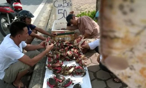 Cua bể được treo biển 50 nghìn làm nhiều người xà xuống mua.