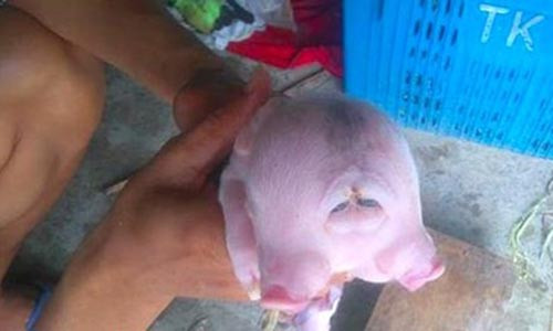 Xuat hien lon hai dau gay xon xao o Nghe An