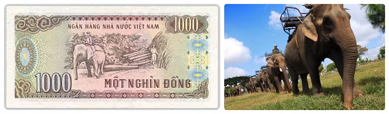 1000 đồng: Hình ảnh người lao động cưỡi voi khai thác gỗ tại Tây Nguyên.