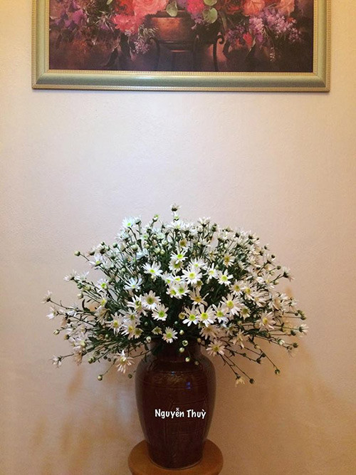 Cúc hoạ mi đầy lãng mạn của chị Nguyễn Sơn Thuỳ, một nhà giáo yêu cái đẹp ở Bắc Ninh.