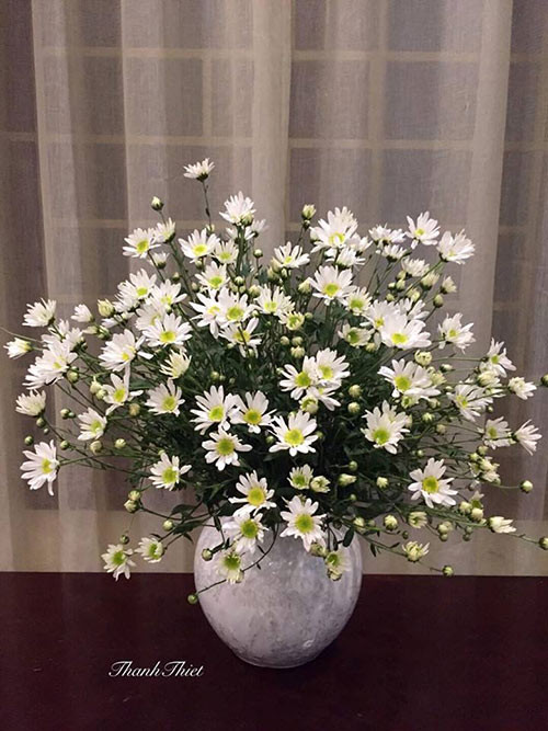 Chị Nguyễn Thanh Thiết trang hoàng cho tổ ấm nhỏ bằng 3 bình cúc hoạ mi. 