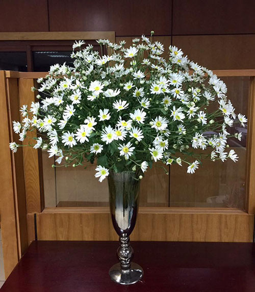  Cúc hoạ mi rực rỡ, kiêu sa như nữ hoàng dưới bàn tay khéo léo của chị Mai Thị Lan Phương. Chị Phương tiết lộ, khi cắm cúc hoạ mi, chị chọn các cành hoa cong để cắm lớp ngoài cùng, cành cong ít cắm lớp tiếp theo, cành thẳng cắm giữa. Sau đó thêm cành vào những chỗ trống hoa để hoàn thiện.