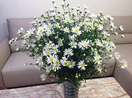 Chỉ chụp bằng camera thường, bình cúc hoạ mi của chị Nguyễn Thanh Hà cũng đã khiến nhiều người đắm say.