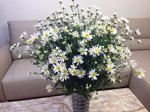 Chỉ chụp bằng camera thường, bình cúc hoạ mi của chị Nguyễn Thanh Hà cũng đã khiến nhiều người đắm say.