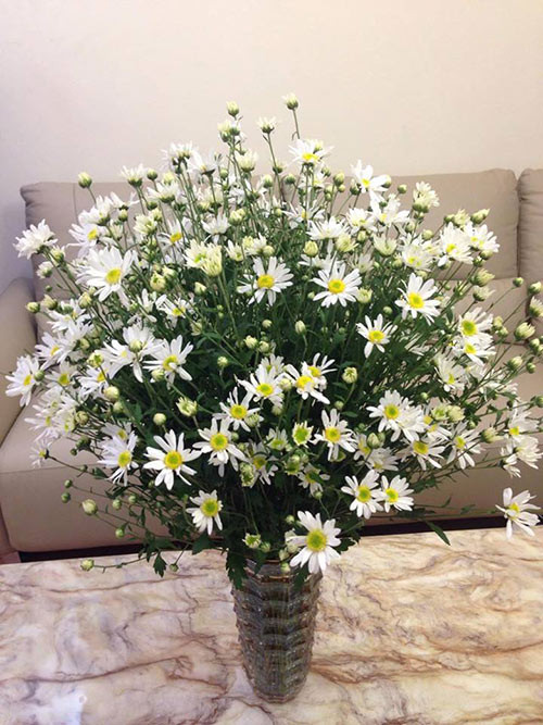 Chị Thanh Hà tâm sự "Một mùa cúc hoạ mi chỉ cắm được 2 lần là hết. Năm ngoái tôi đi công tác nên lúc về hoa đã chẳng còn. Năm nay tôi mới được cắm cúc hoạ mi. Khi cắm lọ hoa này, tôi nghĩ đến bộ phim mà mình rất thích: Sweet November, nên lấy nó làm chủ đề luôn".