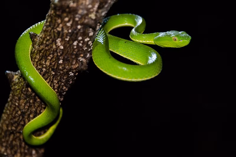 Phat hoang cong thuc cua chat kich doc manh nhat hanh tinh-Hinh-3