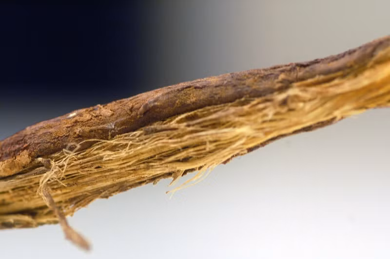 Phat hoang cong thuc cua chat kich doc manh nhat hanh tinh-Hinh-5