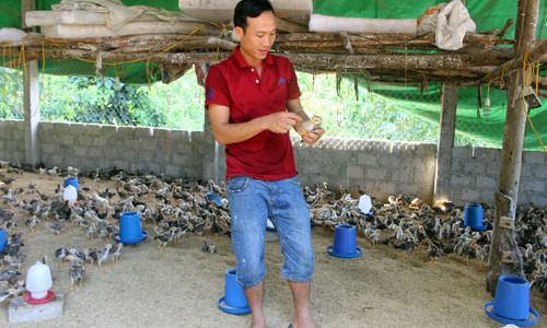 Bo nha vao rung nuoi ga bang thao duoc