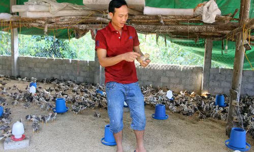 Bo nha vao rung nuoi ga bang thao duoc