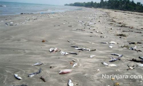 Cac dai duong se khong con du oxy cho sinh vat bien