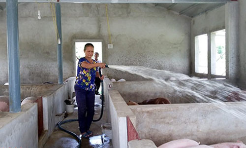 Chị Hằng luôn vệ sinh sạch sẽ hệ thống máng ăn, máng uống, chuồng trại trước khi cho lợn ăn.