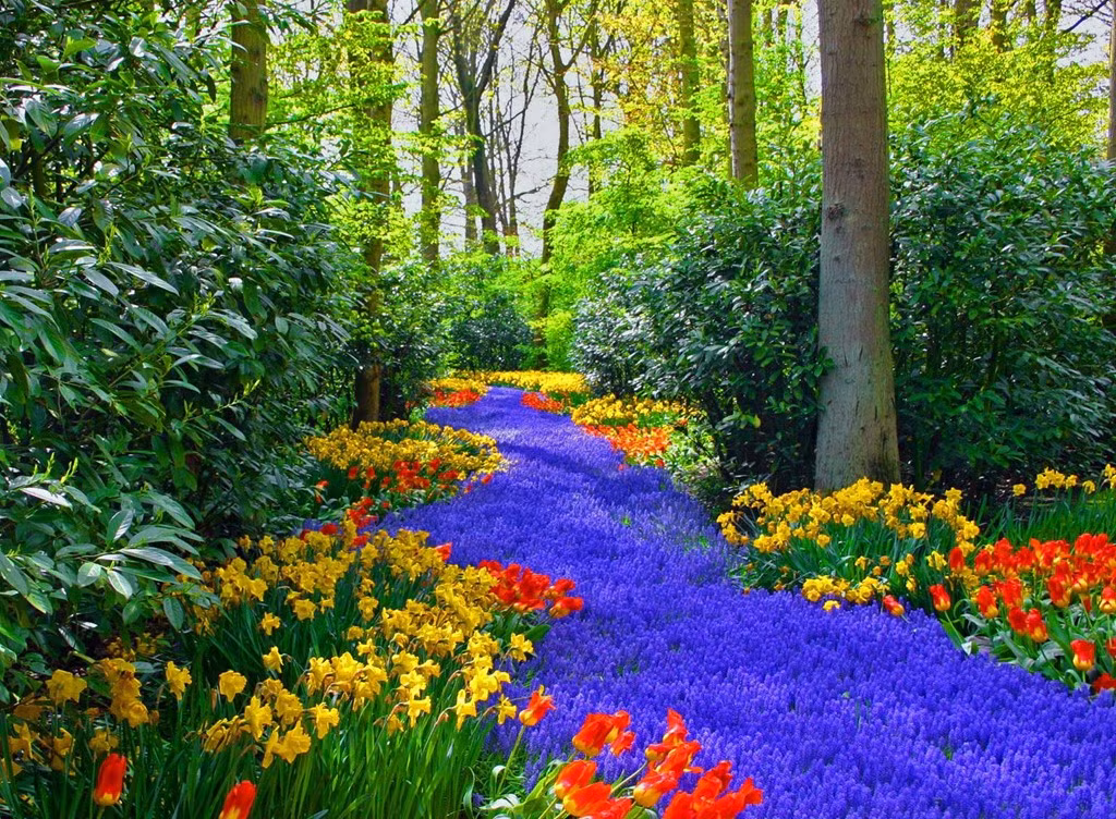 Vườn Keukenhof nằm ở thị trấn Lisse đẹp như tranh vẽ, chỉ cách Amsterdam (Hà Lan) một giờ đi tàu, được biết đến như một trong những khu vườn đẹp nhất thế giới, với hơn 7 triệu cây hoa cùng nhau khoe sắc. Ảnh: Nyobain.