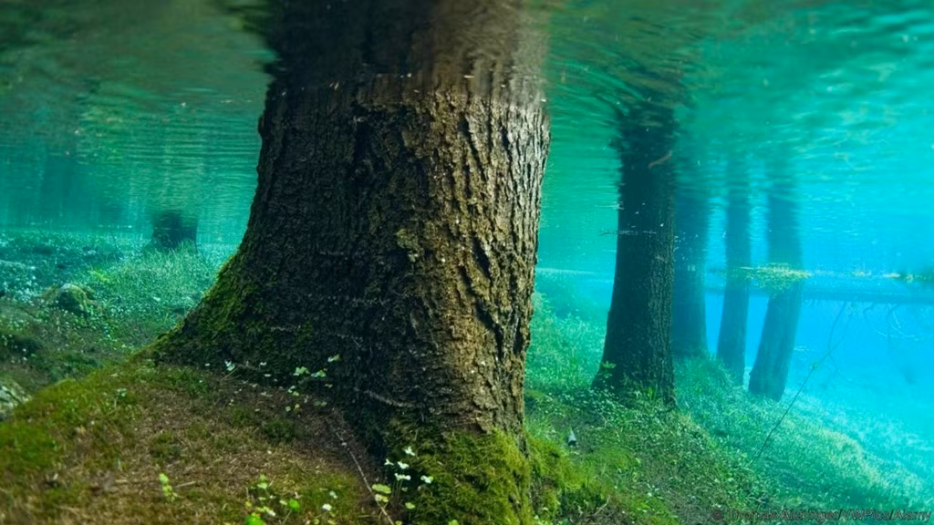 Hồ Gruener See ở Tragoess (Áo) trở nên đặc biệt khi mùa hè đến. Toàn bộ khu rừng gồm cây cối, lối đi bộ, băng ghế và cây cầu sẽ chìm dưới nước, tạo nên một thế giới kỳ ảo lôi cuốn du khách. Hoạt động yêu thích của du khách khi đến đây là lặn. Ảnh: Thomas Aichinger/VWPics/Alamy