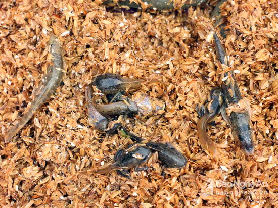 Nằm lẫn trong bã rượu cần là những chú cá nhỏ và nòng nọc. Ảnh: Đào Thọ