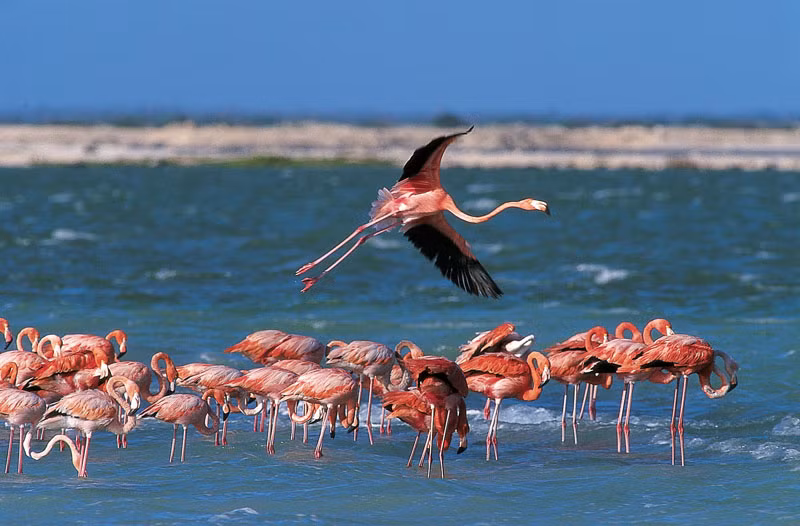 Đảo cũng là nơi cư trú của hồng hạc.