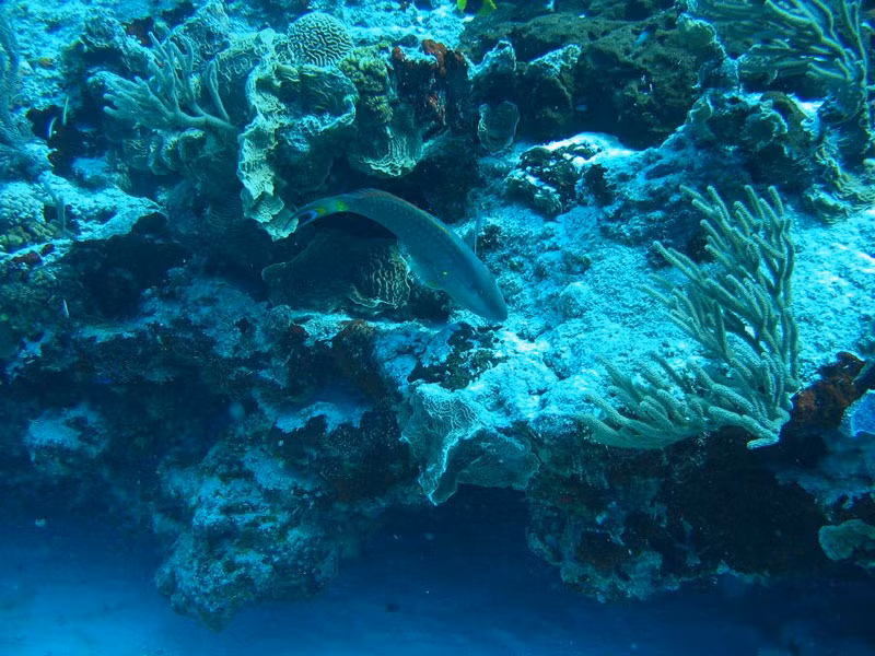 Tới đây, du khách tha hồ lặn biển, chèo thuyền, chèo thuyền, đi xe máy lướt sóng, dù lượn, chơi golf, cưỡi ngựa, khám phá bảo tàng khảo cổ học, leo lên ngắm nhìn Hooiberg toàn cảnh của hòn đảo, mua sắm quà lưu niệm…