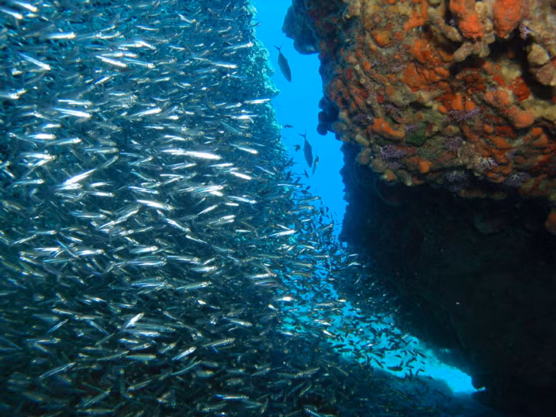 Đây là nơi sinh sống của hơn 350 loài cá và 16 loài san hô.