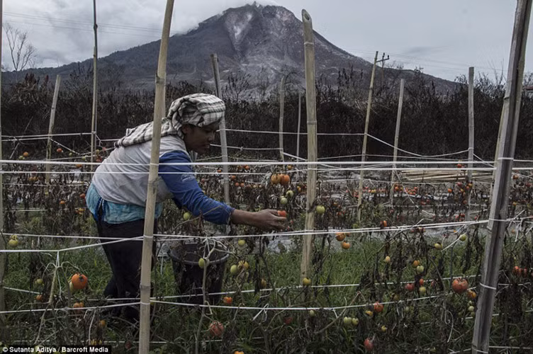 Thực tế giới chức Indonesia đã sơ tán hơn 6.000 người sống trên đảo Sumatra khỏi vùng ảnh hưởng của núi lửa Sinabung, nhưng nhiều người vẫn không chịu đi.