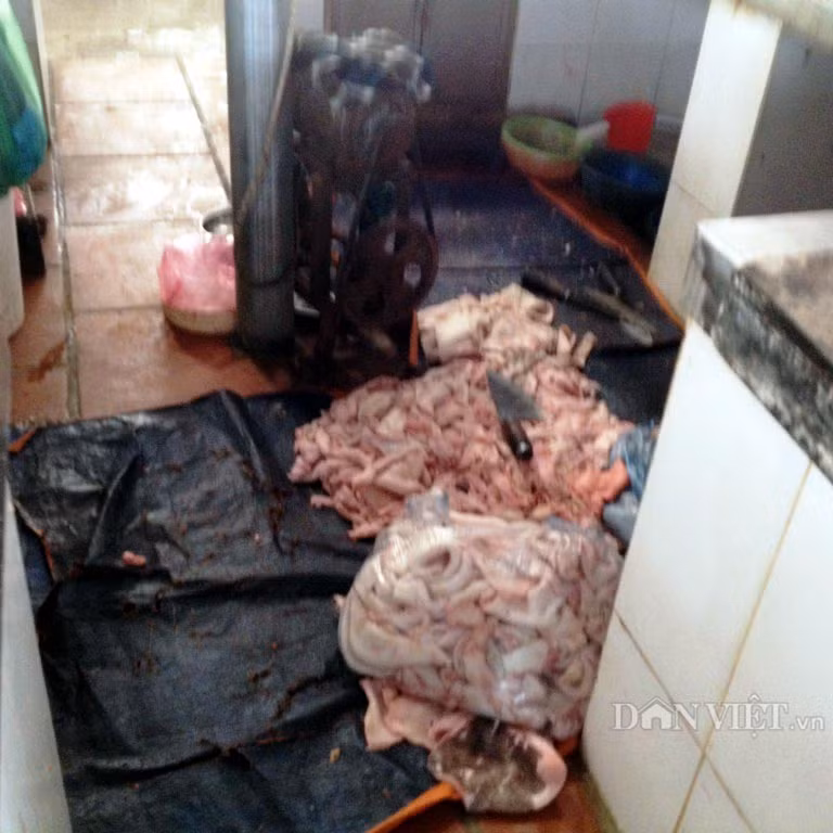 Từng đống mỡ lợn, bì lợn bị vứt dưới tấm bạt rách ngay dưới nền đất.