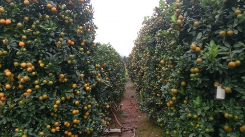 Man nhan vuon quat tien ty o 