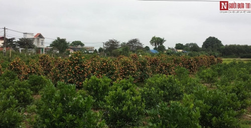 Man nhan vuon quat tien ty o 