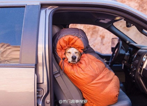 Chú chó này có vẻ được chủ chăm sóc khá kỹ lưỡng để vượt qua mùa đông dài khắc nghiệt.