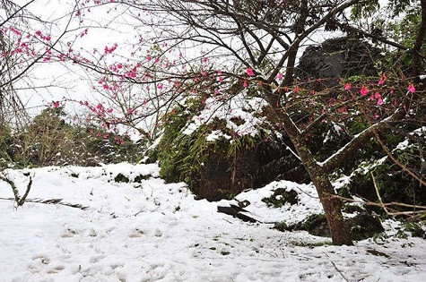 Trời càng giá rét, những bông hoa anh đào lại như càng thêm hồng tươi hơn.