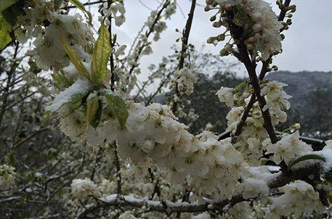 Những đóa hoa mận mỏng manh vẫn "gồng mình" gánh những bông tuyết nặng trĩu đóng thành băng trong nhiều ngày.