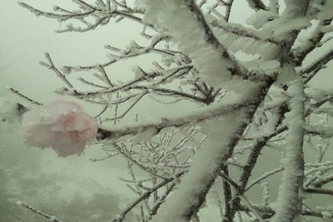 Băng tuyết bám đầy trên cành khô trong một ngày giá rét.