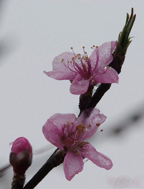 Sapa và các tỉnh miền núi phía Bắc đang trải qua một đợt giá lạnh khủng khiếp nhất. Nhiều cây cối và cả động vật không chịu nổi cái lạnh đã chết rét. Tuy vậy, vẫn còn những loài hoa rừng kiên cường khoe sắc giữa trời tuyết trắng.