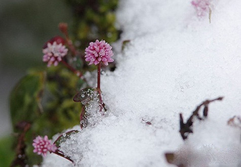 Ngay cả một bông hoa dại trên bờ tường vẫn vươn mình khoe sắc giữa một khối băng tuyết dày đặc mang đến những cảm giác thú vị lạ lùng cho các du khách.