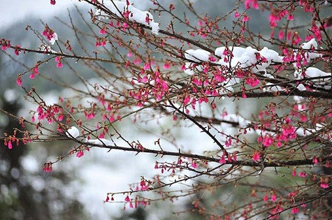 Tuy thế, những cây anh đào trồng ven hồ ở trung tâm thị trấn Sapa (Lào Cai) vẫn bung nở.