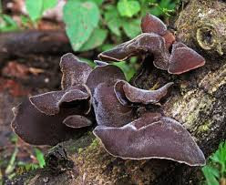 Mộc nhĩ: Mộc nhĩ có nhiều chất xơ và chất keo thực vật nên có khả năng kết dính những chất độc hại sau đó thải chúng ra ngoài theo đường tiêu hóa hoặc đường tiết niệu.